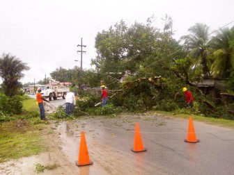 The fallen mango tree