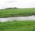 A Berbice rice farm