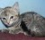 This young Silver Mackerel female tabby kitten waits at the GSPCA for a loving home. (She has been spayed.)
