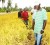 Rodwell Ramcharran leads the way as farmers and GRDB officials examine his plot. 