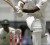 Shivnarine Chanderpaul, who topscored in the first innings, was out cheaply in the Guyana second innings making just four.(Windiescricket.com)