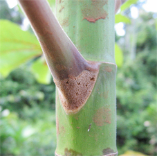 Cecropia glycogen tissue that ants feed on (Raquel Thomas)