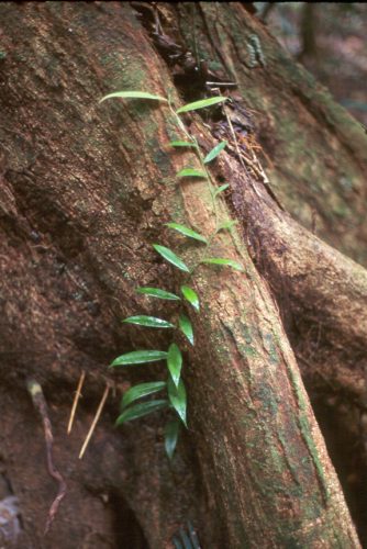 Juvenile nibbi plant