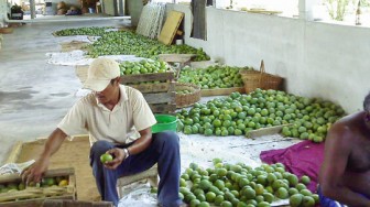 Sorting mangoes for export to Canada