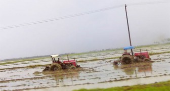 Ploughing a rice field on the Essequibo coast