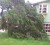Watch out for those trees: This tree in East Ruimveldt, uprooted during the heavy showers yesterday, fell on this nearby house, covering the front yard and part of the front veranda. No one was injured.