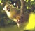 Common Squirrel Monkey (Photo by G Watkins)