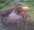 This pothole was filled with saw dust by residents so that they can use the road during the rainy season