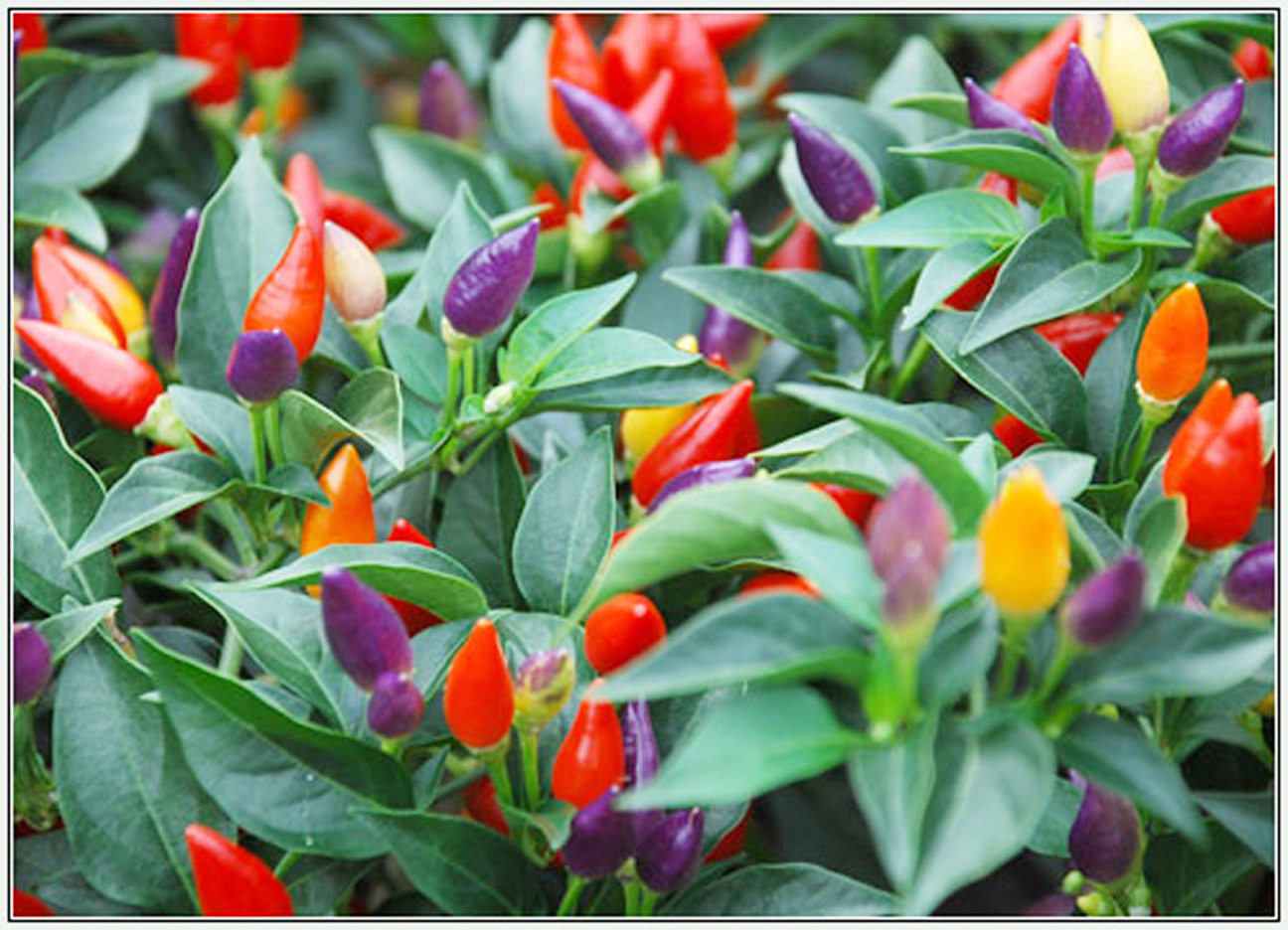 Pepper plants with an ornamental flair – Stabroek News
