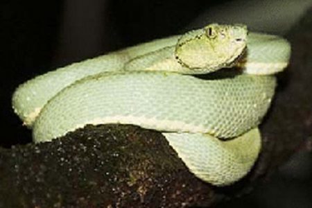 Parrot Snake (Photo by G Watkins)