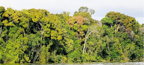 Forest (Photo by R Stanoss)