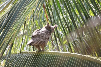 Great Horned Owl (Photo by R Spitzer)