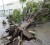 A tree down in Jamaica yesterday (Jamaica Gleaner photo)