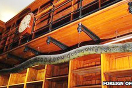 The anaconda in the FCO library (BBC)