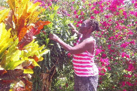 Ethel Lewis takes pride in her flower garden