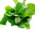 Coarse-leaf thyme