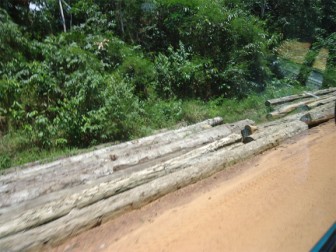 Felled: Logs waiting to be transported from the Mabura road