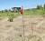 A lone surviving eggplant (boulanger) plant stands in the yard of  Singh