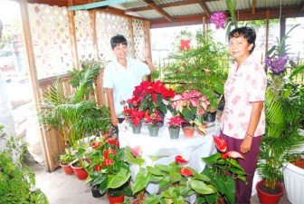 Debbie and Peggy Chin showing off a collection of blood red poinsettias