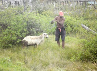 Caesar Doris untying his sheep