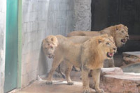 Three young lions, the newest additions to the Emperor Valley Zoo, in an enclosure at the facility last Friday. (Trinidad Express photo)