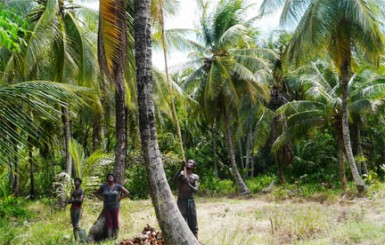 Albert Richmond picking coconuts in his farm