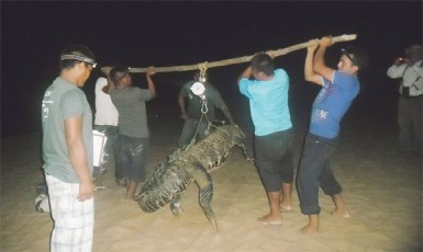 Lifting over 300 kilos of caiman at Yupukari 