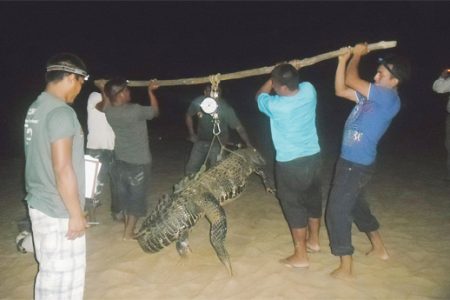 Lifting over 300 kilos of caiman at Yupukari 