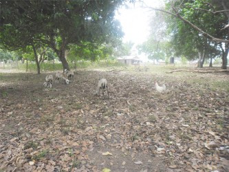 Why did the chicken cross the road? In Yupukari, it was to greet the  sheep on the other side. 