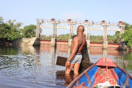Richardo Harris shows parts of the wooden paaling that was used to shore up the banks of Torani Canal head but which has since become dislodged. (Arian Browne photo)