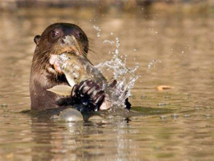 Giant River Otter – Stabroek News