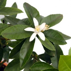 Lime tree flower