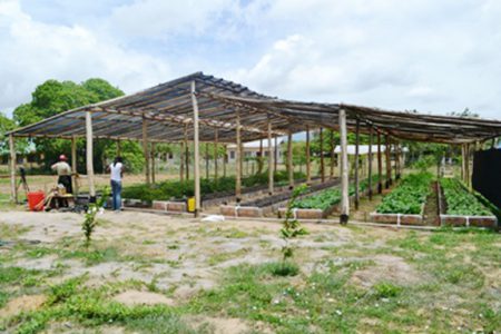 The shade cultivation and drip irrigation farm established at the St. Ignatius Secondary school, Region Nine. (Government Information Agency photo)