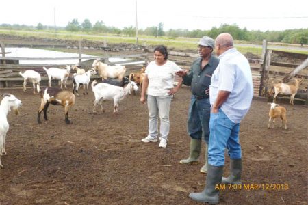 Visiting Consultant Godfrey Nurse with West Coast Berbice goat farmers