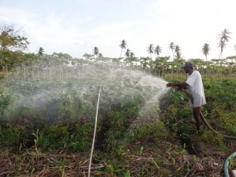 A farmer using a hose connected to a small gasoline pump to moisten his plants on his farm at Hope Estate. He said the amount of water being pumped was not nearly enough to properly water the beds but he was doing it in a bid to prevent them from drying out. 