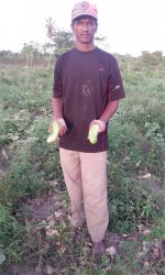 Roy Doodnauth holds up two cucumbers which were damaged by the excessively dry conditions at Hope Estate, East Coast Demerara. 