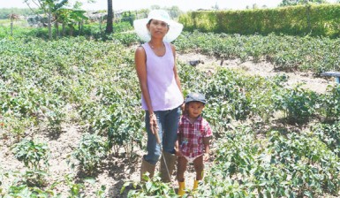 Lalita Molaha among her sweet pepper plants with her grandson 