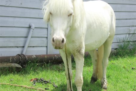 One of the National Park’s ponies whose “emaciated” condition was recently highlighted by a public-spirited citizen 