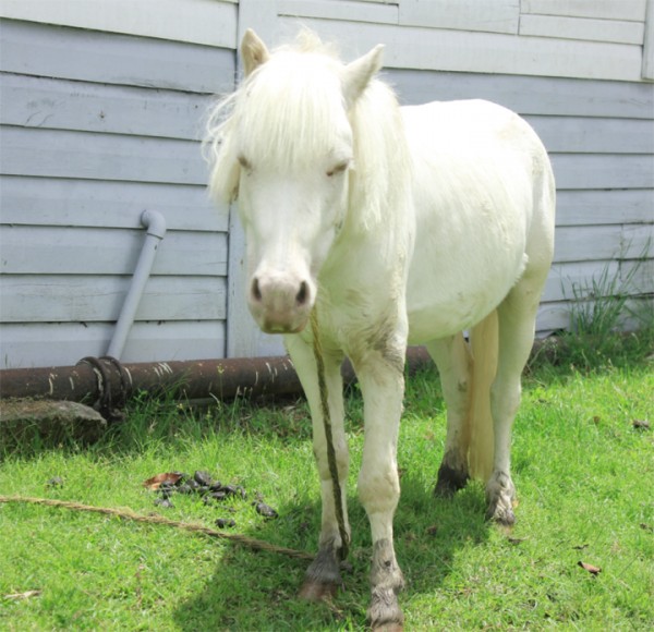 One of the National Park’s ponies whose “emaciated” condition was recently highlighted by a public-spirited citizen 