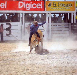Action at the rodeo