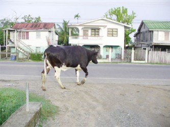 Bull trying to get away from having his picture taken 