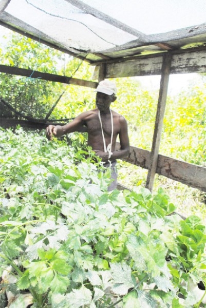 Fitzroy Valentine tending his hydroponically grown celery at his Friendship farm.