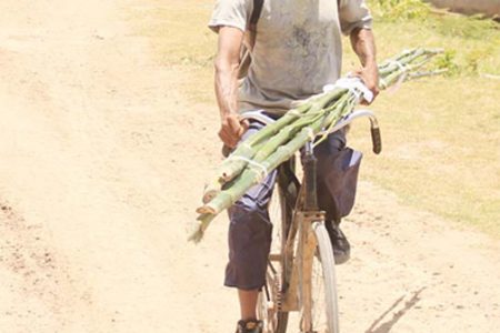 Cane cutter riding out of
the Leonora Sugar Estate