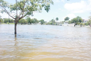 This area in Bel Air Gardens was turned into a pond yesterday after the high tides caused tremendous flooding 