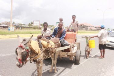 Bedraggled donkey pulling its cart with four young boys and what appeared to be baskets of shrimp along the East Coast Demerara Public Road last week. (Photo by Arian Browne)