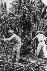 Cutting the canes circa 1890