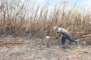 Modern-day sugar worker cutting cane at Enmore