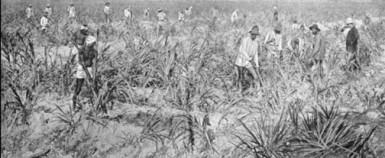 Cultivating sugar cane circa 1900