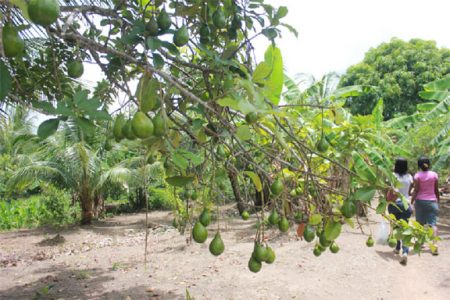 Abundance: A laden avocado tree on a farm at Barnwell, Mocha, East Bank Demerara (Photo by Arian Browne)