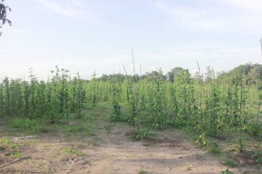 A section of the plants, estimated to be worth several thousand dollars if grown to term, that farmers are afraid will be lost if a remedy isn’t found for the disease affecting it. 